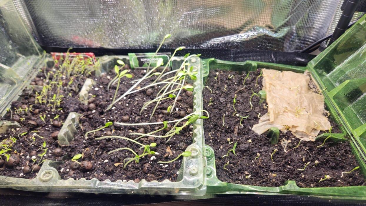 The biscotti journey: the first grow. Week 0 - as i lack pictures of this stage, have one of my germinating cucumbers instead  🥒 