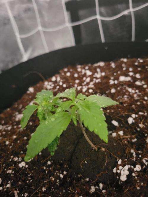 The biscotti journey: the first grow. Week 1 - these 2 girls are a bit of an experiment, as they are going to share the pot. 9 days
