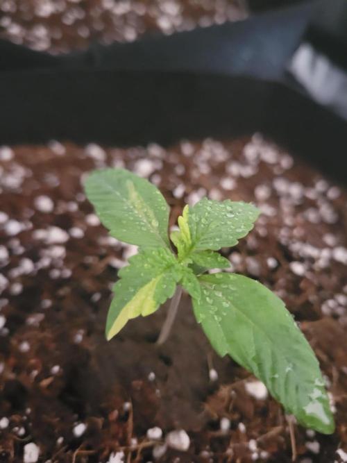 The biscotti journey: the first grow. Week 1 - oooh! how lucky am i, its a variegata! less yield ofc but so pretty 😍