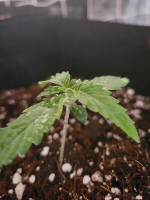 The biscotti journey: the first grow. Week 1 - this was the start of the first week, healthy! maybe a bit too wet?