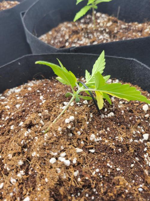 The biscotti journey: the first grow. Week 1 - time to start training! only the strong will survive