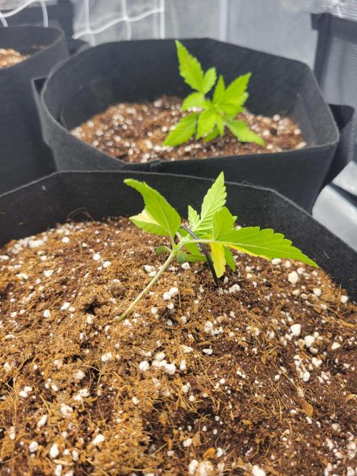 The biscotti journey: the first grow. Week 1