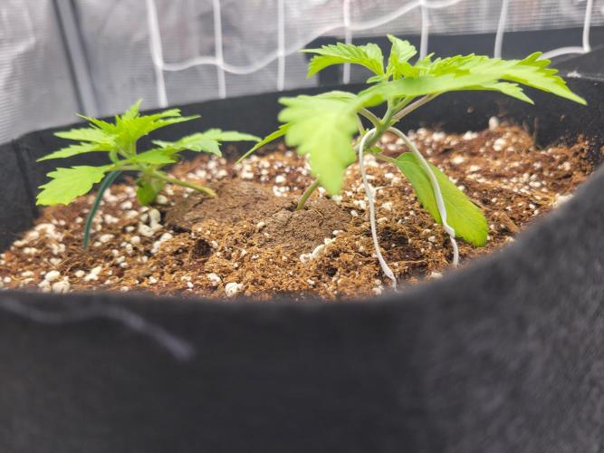 The biscotti journey: the first grow. Week 1 - the sisters on their opposite sides!