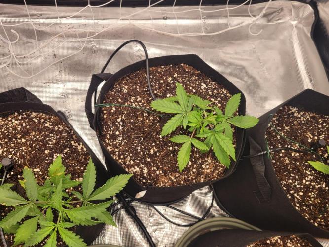 The biscotti journey: the first grow. Week 2 - still trying to keep them absolutely as low as possible
