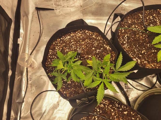 The biscotti journey: the first grow. Week 2 - the sisters still doing good! one seems to be outgrowing the other