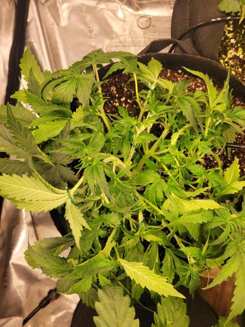 The biscotti journey: the first grow. Week 3 - still undergoing heavy low stress training ( is that a thing? ) 