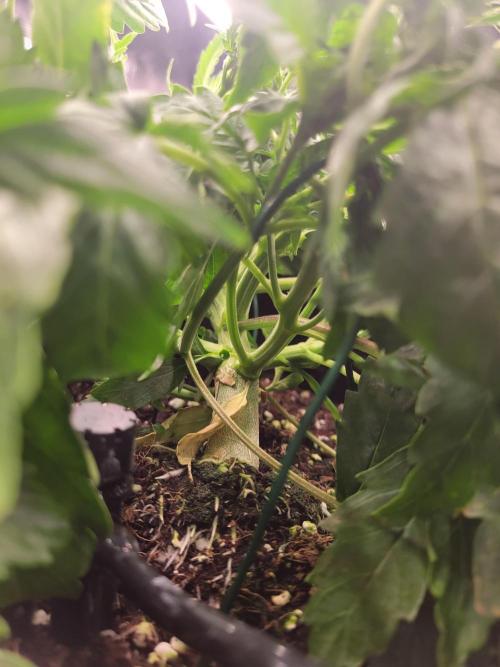 The biscotti journey: the first grow. Week 3 - my god that stem is massive! healthy roots also showing!