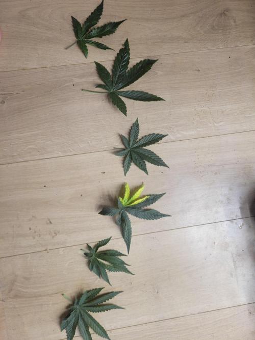 The biscotti journey: the first grow. Week 3 - nice little row of fingers! also defoiliating already a bit
