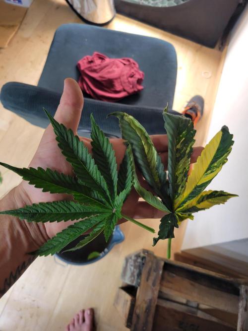 The biscotti journey: the first grow. Week 3 - just loving the colors! im going to try drying these, and maybe frame em?