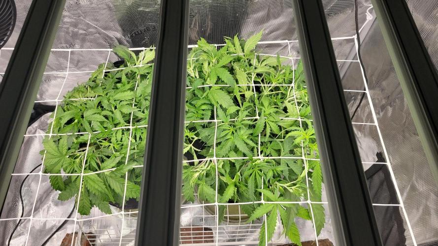 The biscotti journey: the first grow. Week 3 - nearing end of the week, the net is up, and the very first signs of pre flower are here!