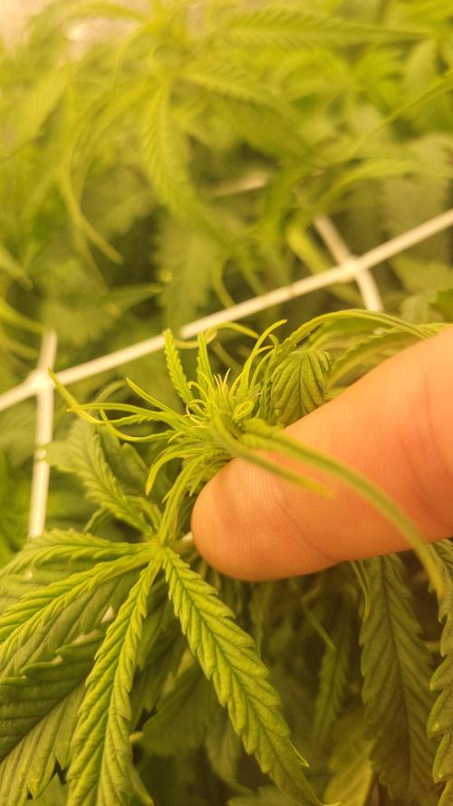 The biscotti journey: the first grow. Week 4 - its flowering time!! they are still small, but i have full confidence that they will become fat buds