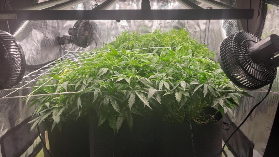 The biscotti journey: the first grow. Week 4 - booming! this was at the start of the week, just before the first heavy defoil. 