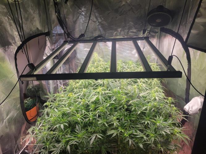 The biscotti journey: the first grow. Week 5 - this sea is green alright! early stretch is happening! or might be the light?