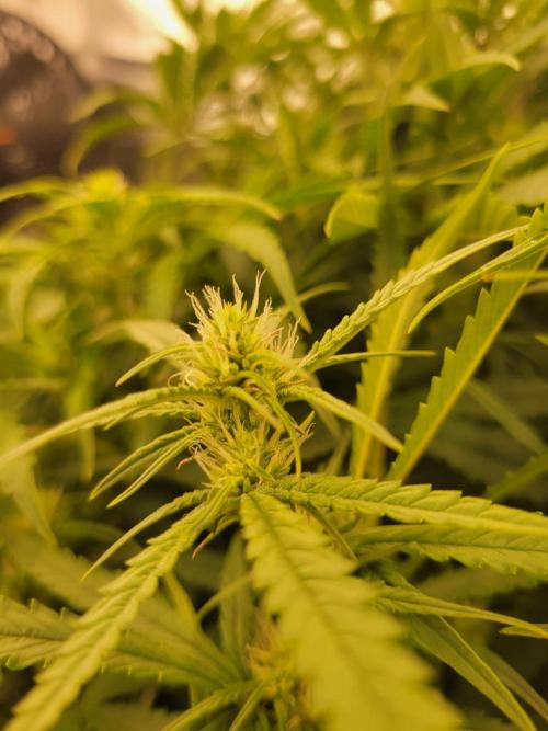The biscotti journey: the first grow. Week 5 - this thing looks tasty as hell! hope it fattens tough