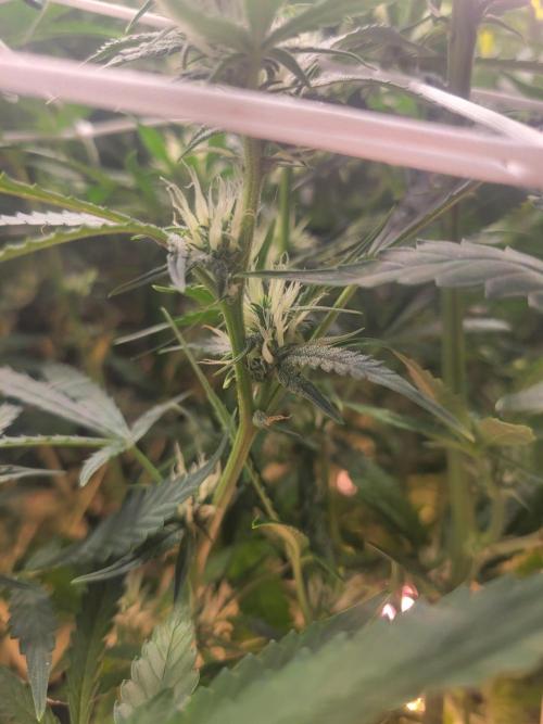 The biscotti journey: the first grow. Week 6 - look at these juicy babys!