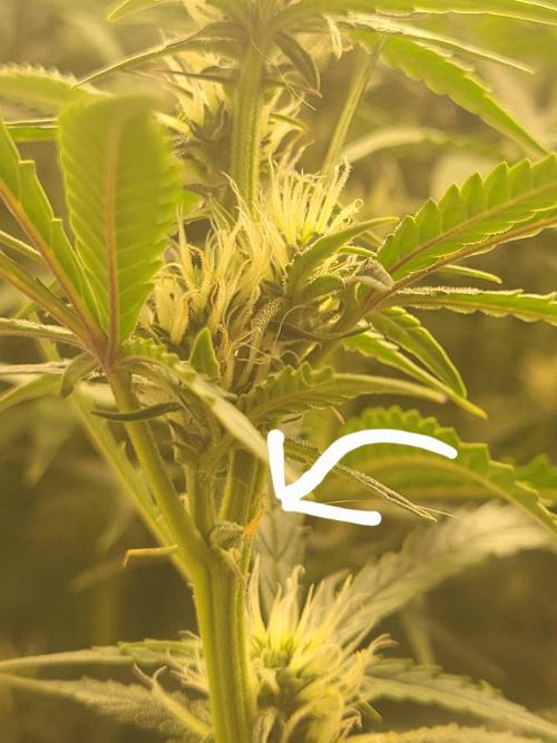 The biscotti journey: the first grow. Week 6 - this little thing gave me a hell of a scare 😅 tought i had a hermaphodite 