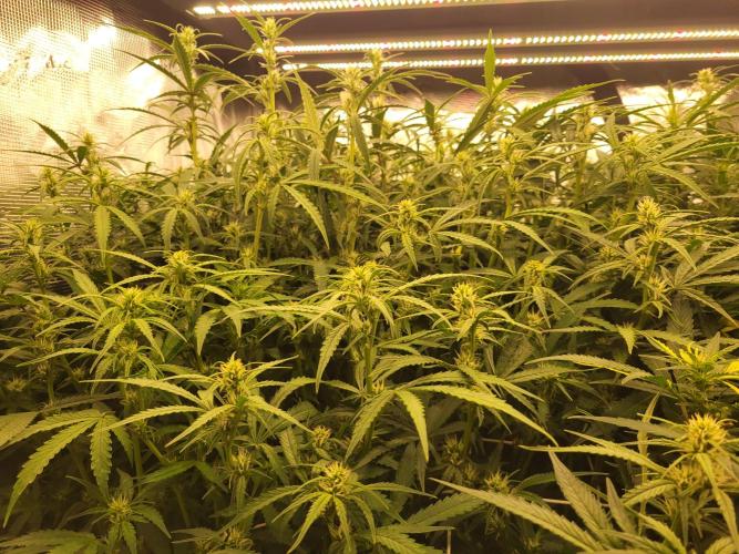 The biscotti journey: the first grow. Week 6 - the nugfield :) not a bad feeling for a first time grower.