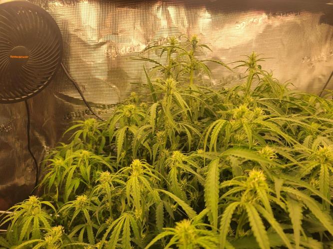 The biscotti journey: the first grow. Week 6