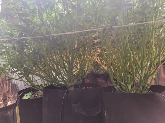 The biscotti journey: the first grow. Week 6