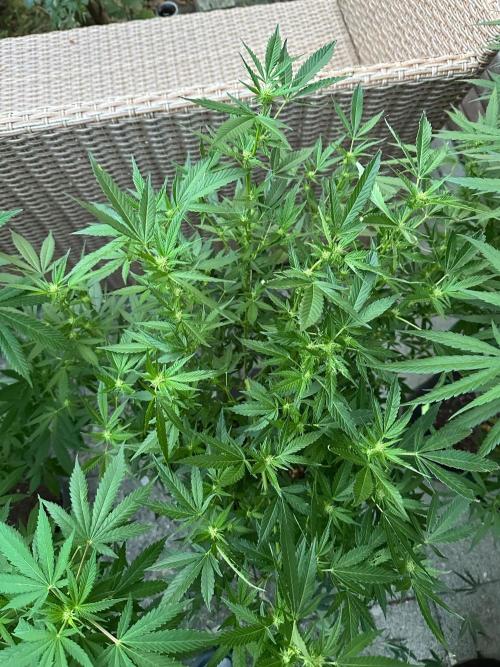 RQS Saplings Clones. Week 1