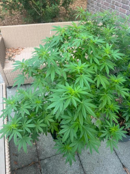 RQS Saplings Clones. Week 1