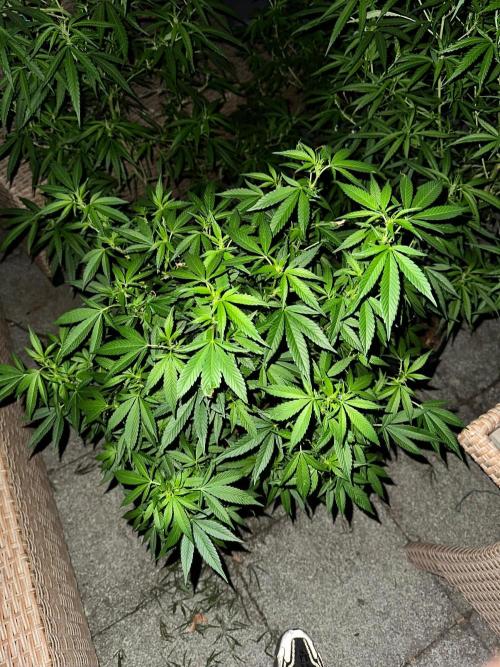 RQS Saplings Clones. Week 1