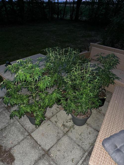 RQS Saplings Clones. Week 1