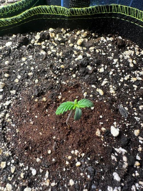 Mix Pack Auto RF3. Week 1