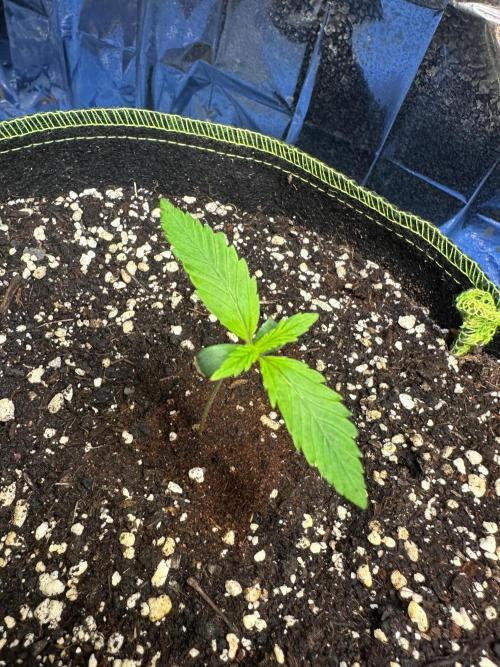 Mix Pack Auto RF3. Week 1