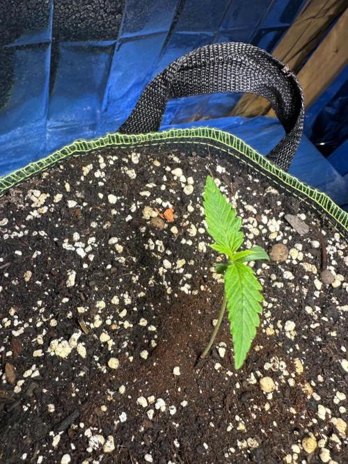 Mix Pack Auto RF3. Week 1
