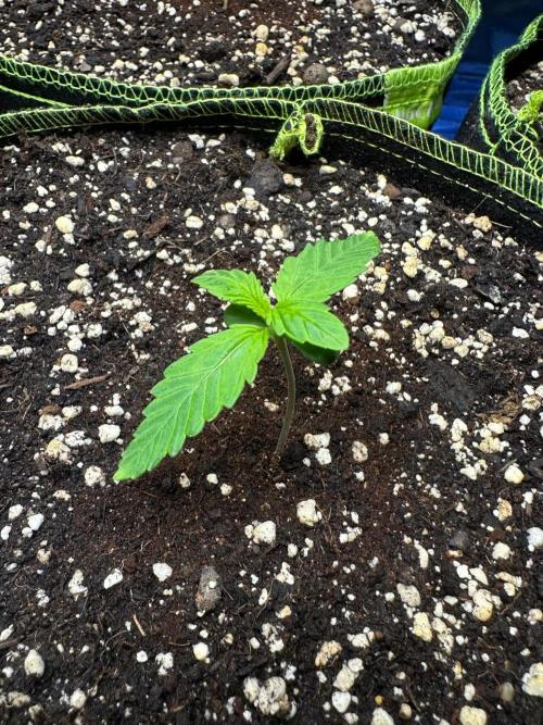 Mix Pack Auto RF3. Week 1