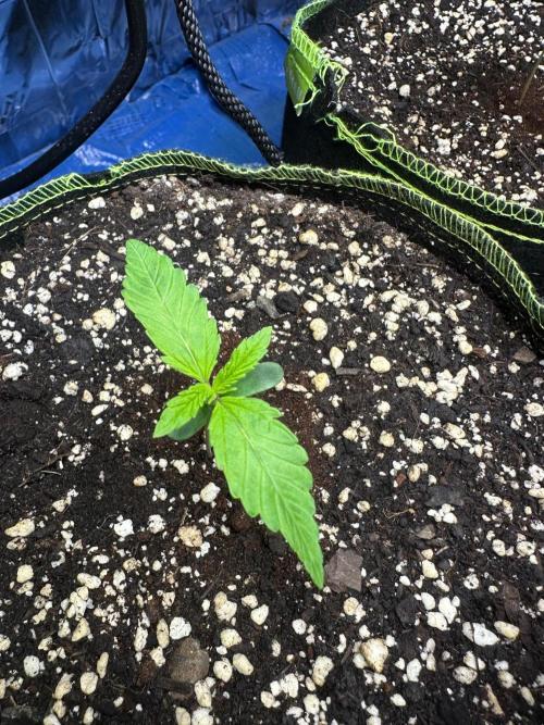 Mix Pack Auto RF3. Week 1