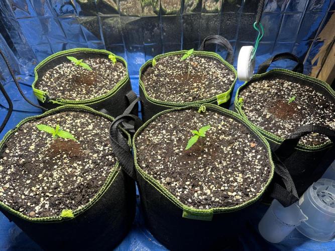 Mix Pack Auto RF3. Week 1