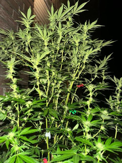 RQS Saplings Clones. Week 2