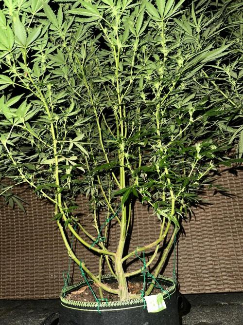 RQS Saplings Clones. Week 2
