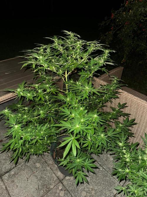 RQS Saplings Clones. Week 2