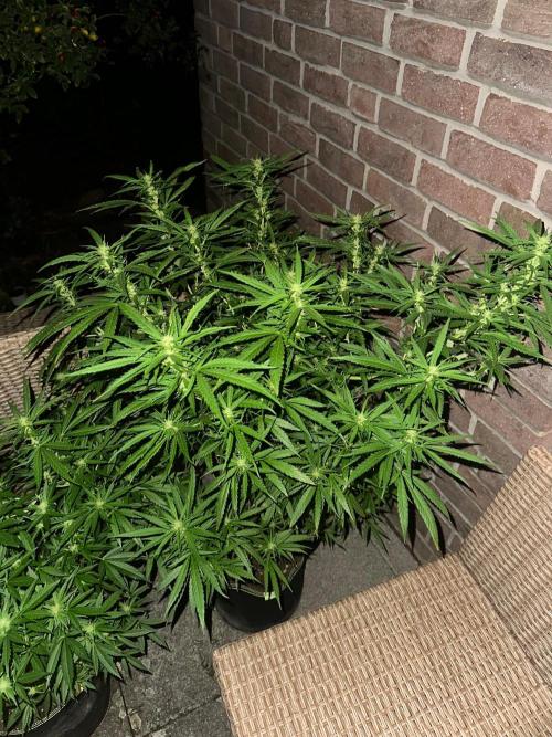 RQS Saplings Clones. Week 2