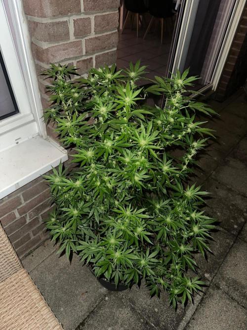RQS Saplings Clones. Week 2