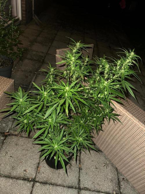 RQS Saplings Clones. Week 2