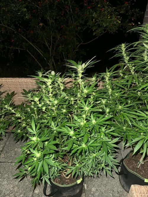 RQS Saplings Clones. Week 2