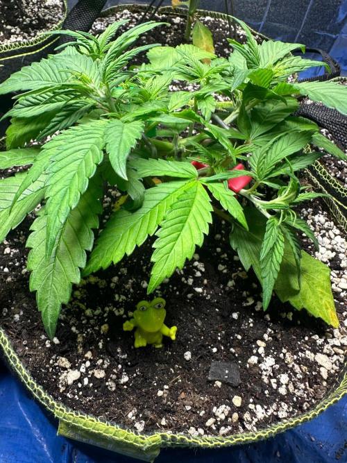 Mix Pack Auto RF3. Week 3