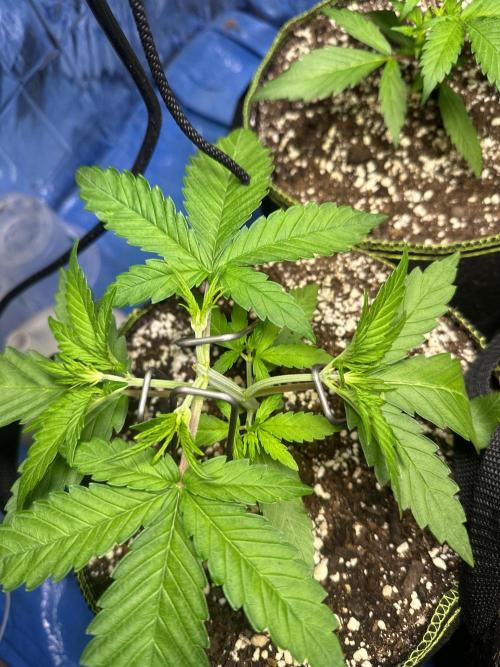 Mix Pack Auto RF3. Week 3