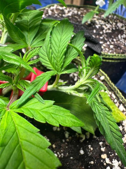 Mix Pack Auto RF3. Week 3