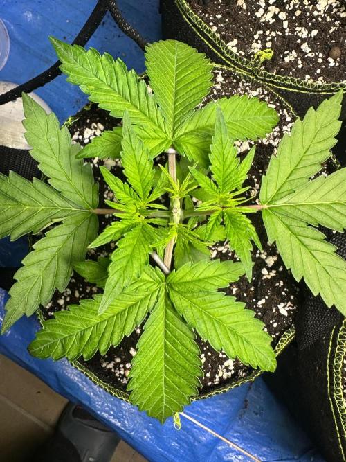 Mix Pack Auto RF3. Week 3