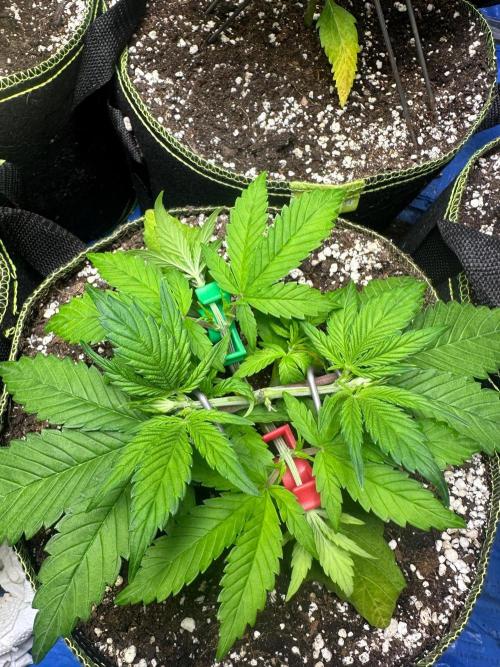 Mix Pack Auto RF3. Week 3