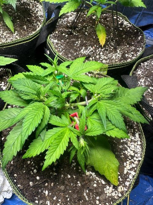 Mix Pack Auto RF3. Week 3