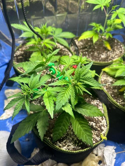Mix Pack Auto RF3. Week 3