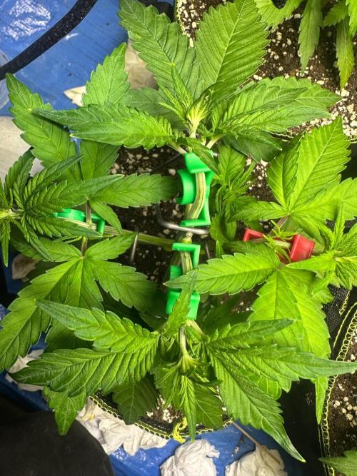 Mix Pack Auto RF3. Week 3