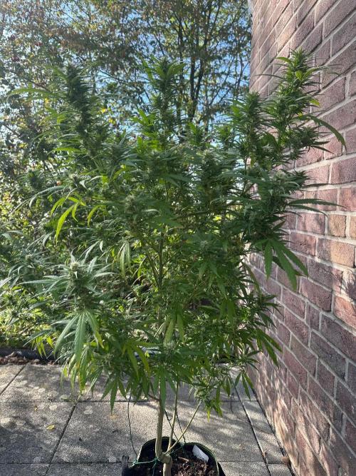 RQS Saplings Clones. Week 3