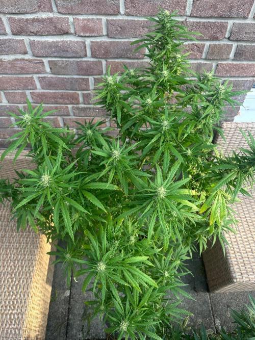 RQS Saplings Clones. Week 3
